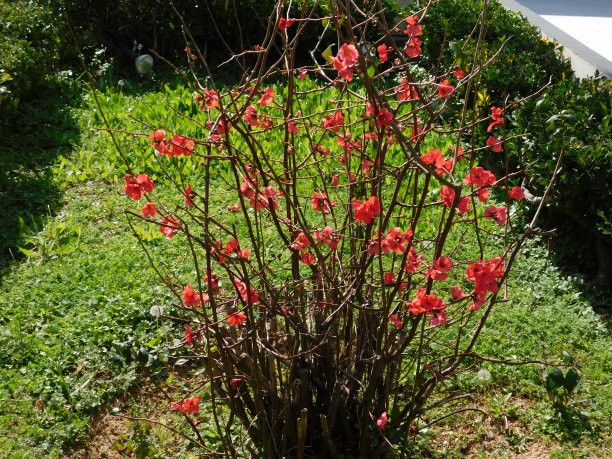 chaenomeles