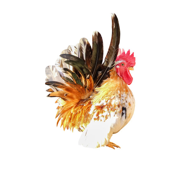 cock