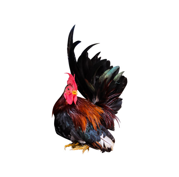 cock