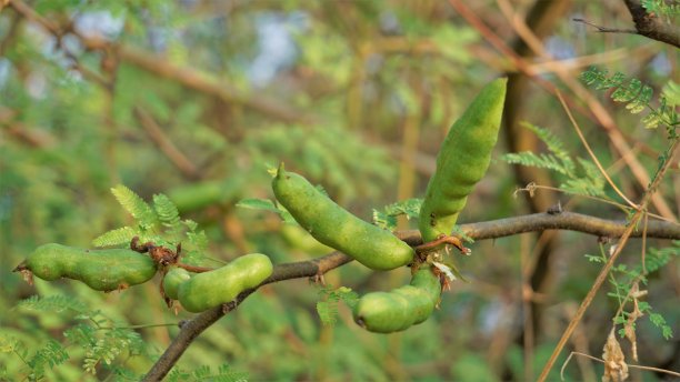 legume