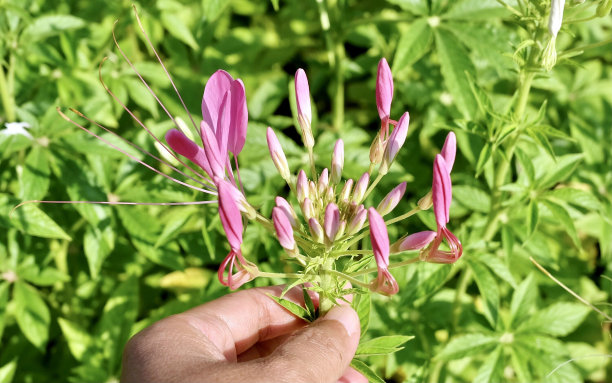 cleome