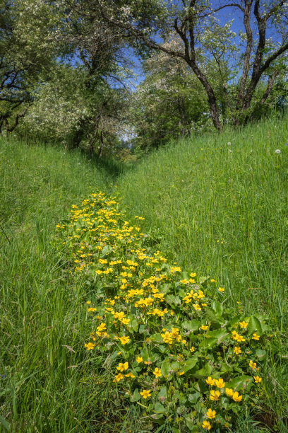 ditch