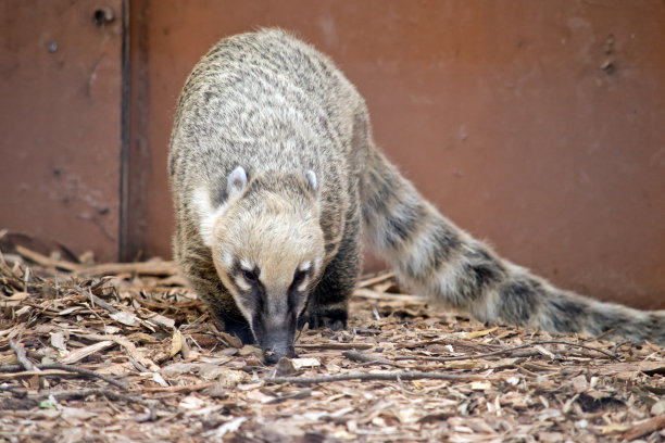 coatimundi