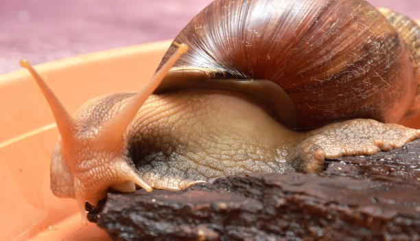 gastropod