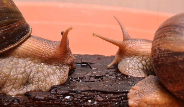 gastropod