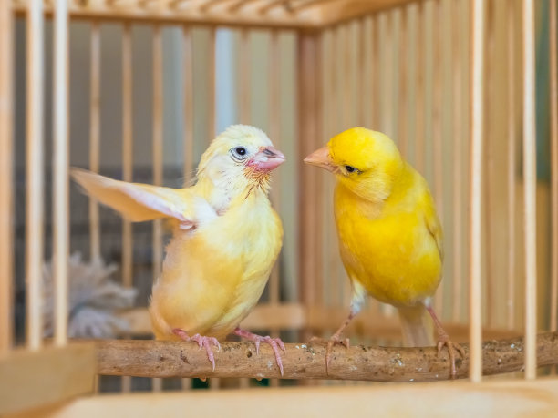 canary