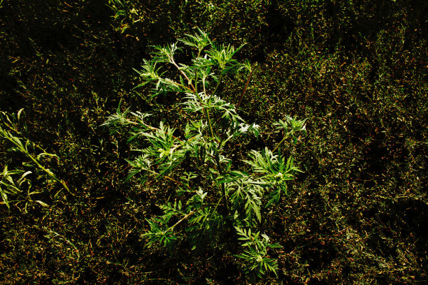 wormwood