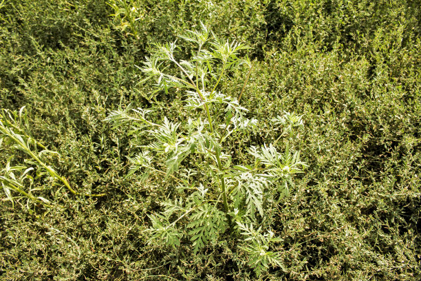 wormwood