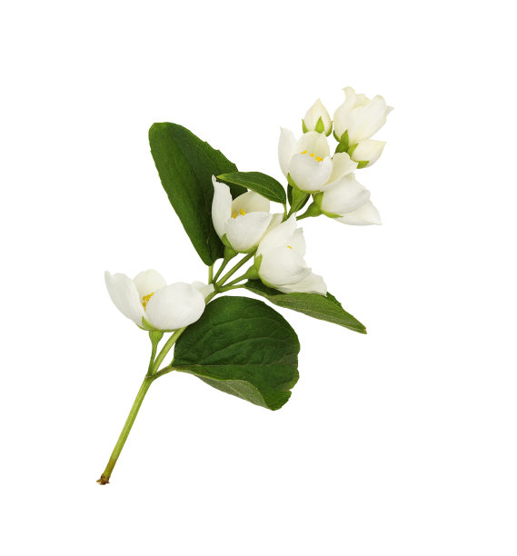 jasmine