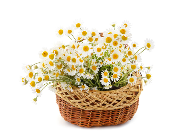 camomiles