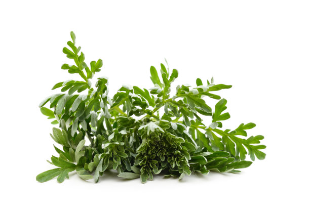 wormwood