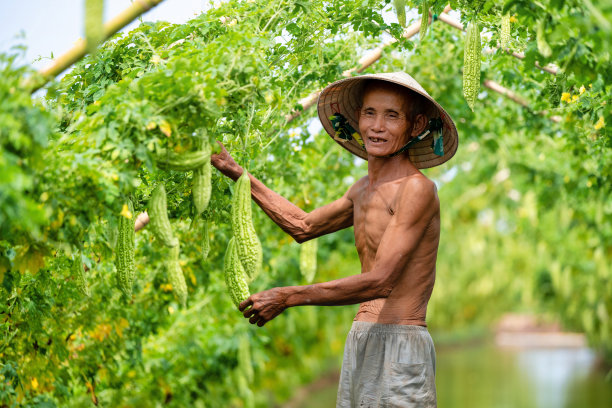 苦瓜与菜架