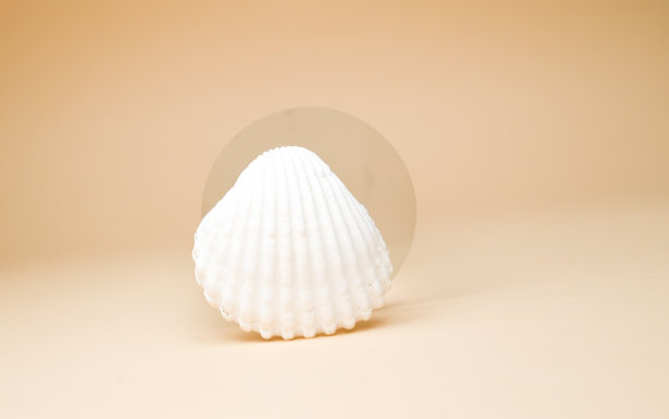 seashell