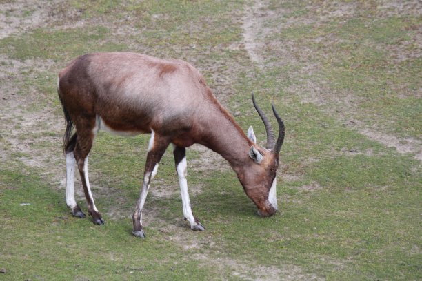 antelope