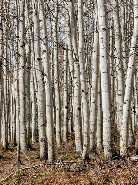 aspen