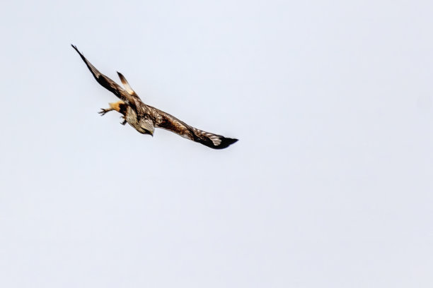 hawk
