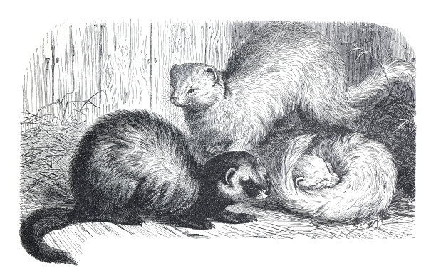 mustela