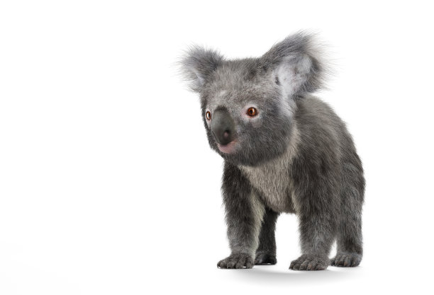 koala
