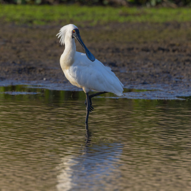 spoonbill