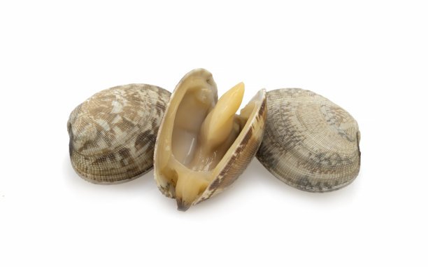 tridacna
