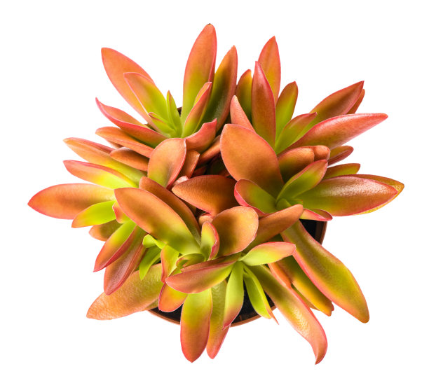 crassula