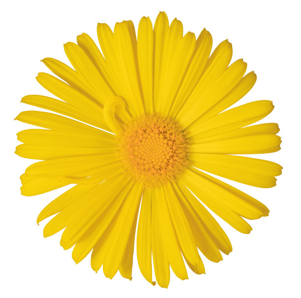 marguerite