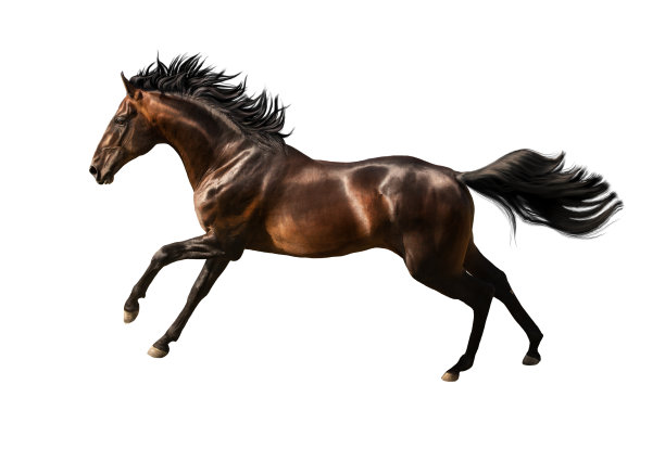 horse