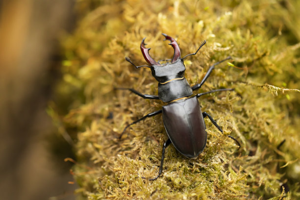 lucanus