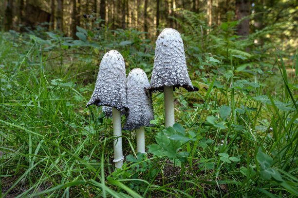 coprinus