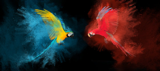 parrots