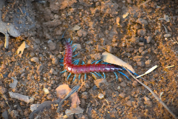 millipede