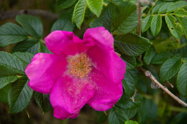 rugosa