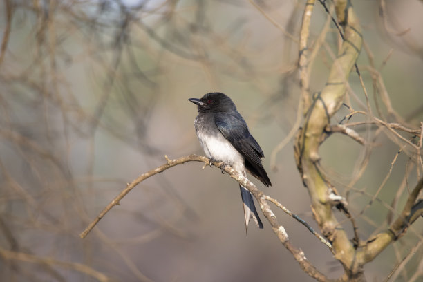 drongo