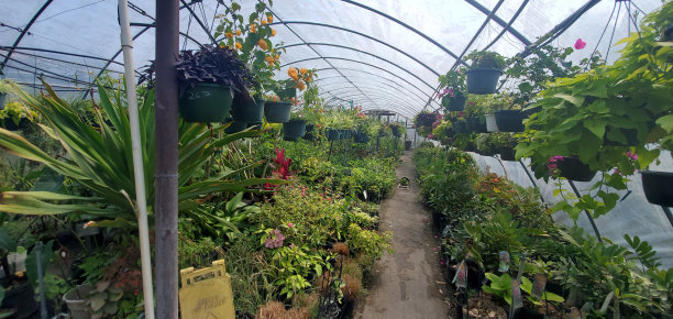 greenhouse