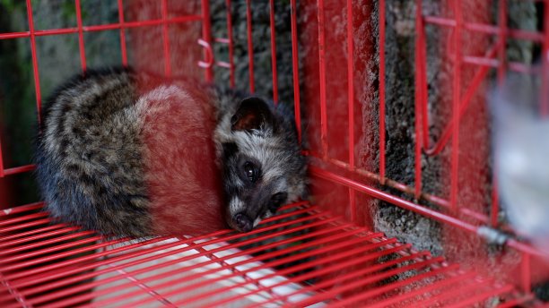 captivity