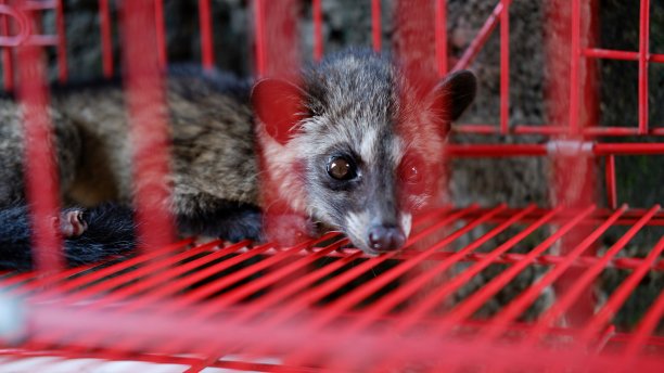 captivity