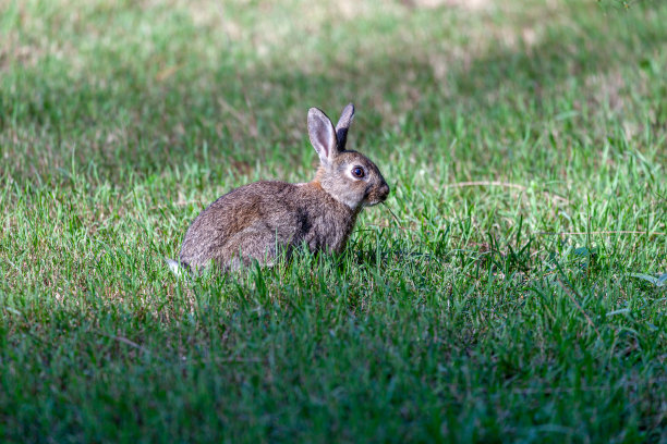 小兔子,野兔,复活节兔子