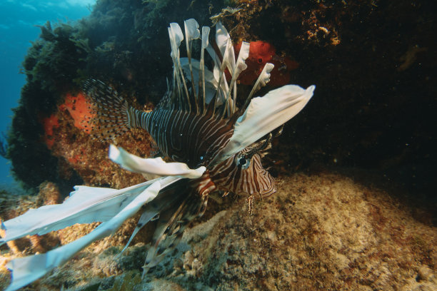 lionfish
