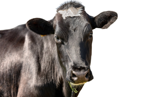 弗里斯兰奶牛,乳牛场,小母牛