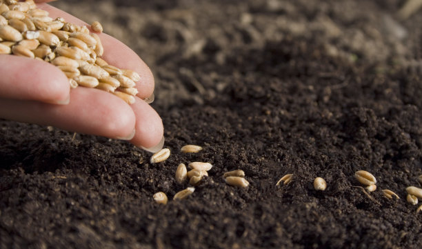 seed