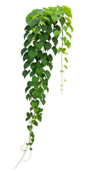 vitis