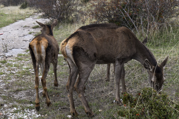 doe