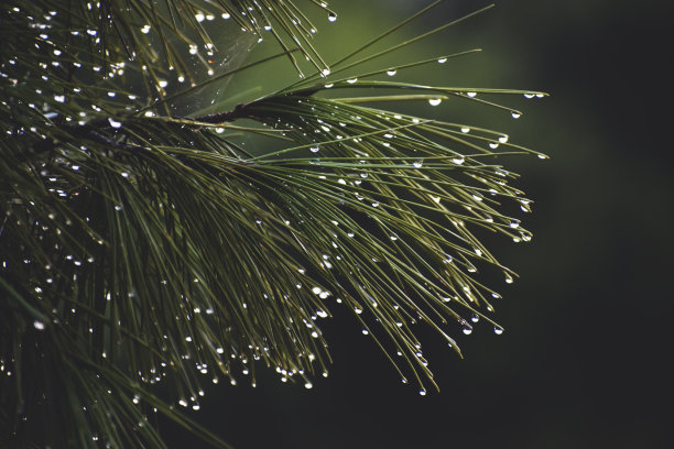 雨水节气