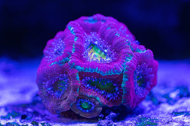 corals