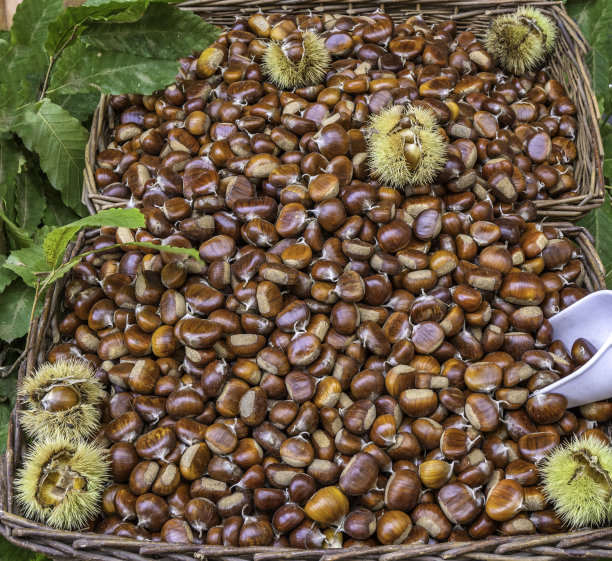 chestnut