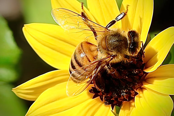 pollination