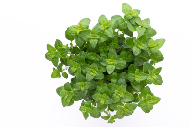 oregano