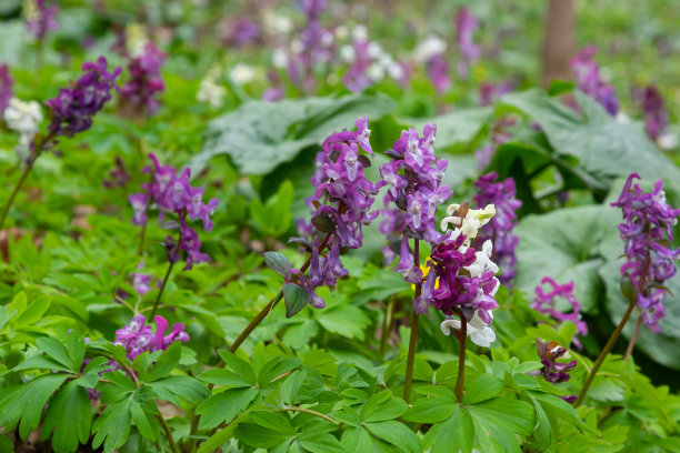 corydalis