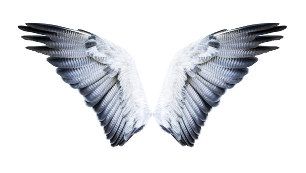 wings