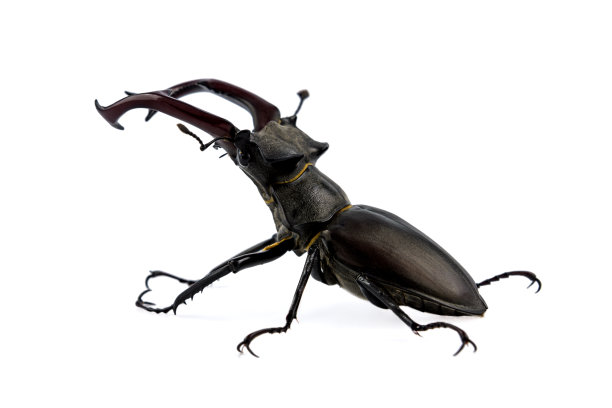 arthropod